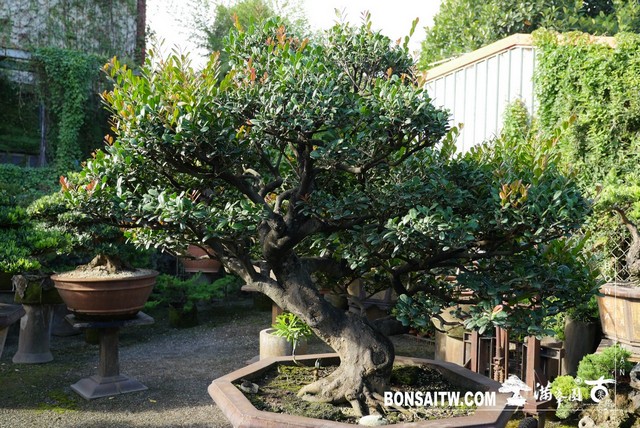 P1310621 [象牙樹]等待，是為了下一次的蛻變(31) 盆栽(Bonsai)