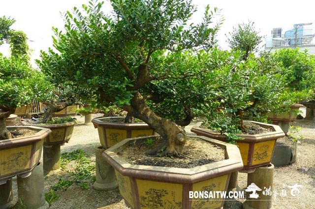 P1400593 [象牙樹]等待，是為了下一次的蛻變(31) 盆栽(Bonsai)