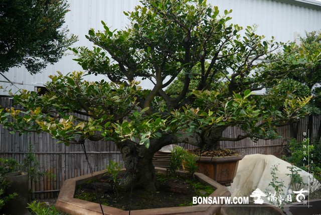 P1460647 [象牙樹]等待，是為了下一次的蛻變(32) 盆栽(Bonsai)