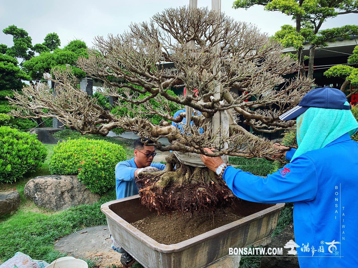 a010ffe8 f7c0 48ee 8fea 6c3c241c34f8 [榕樹]換土整根 榕樹(Ficus)