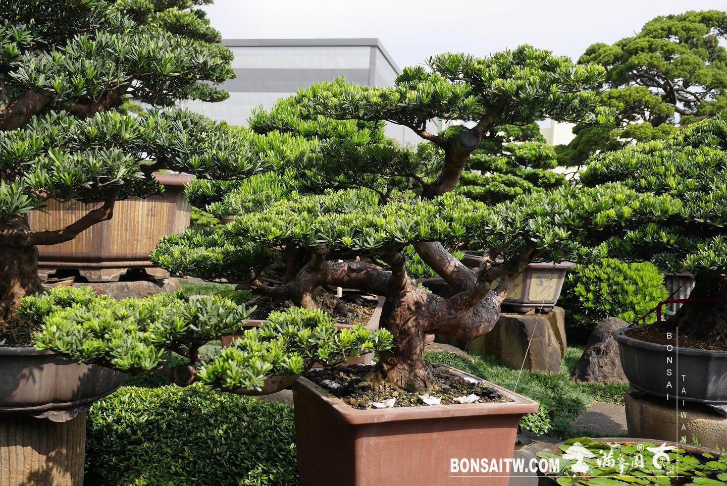 a671fdbc 23fb 4e2b 8f77 842936328827 [晶鑽羅漢松] 整理 晶鑽羅漢松(Diamond Podocarpus costalis)