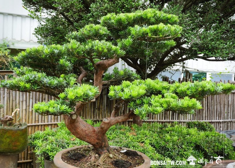 b0dc5f79 e806 4b5b a1b2 3db9728c4eb7 [晶鑽羅漢松] 整理 晶鑽羅漢松(Diamond Podocarpus costalis)