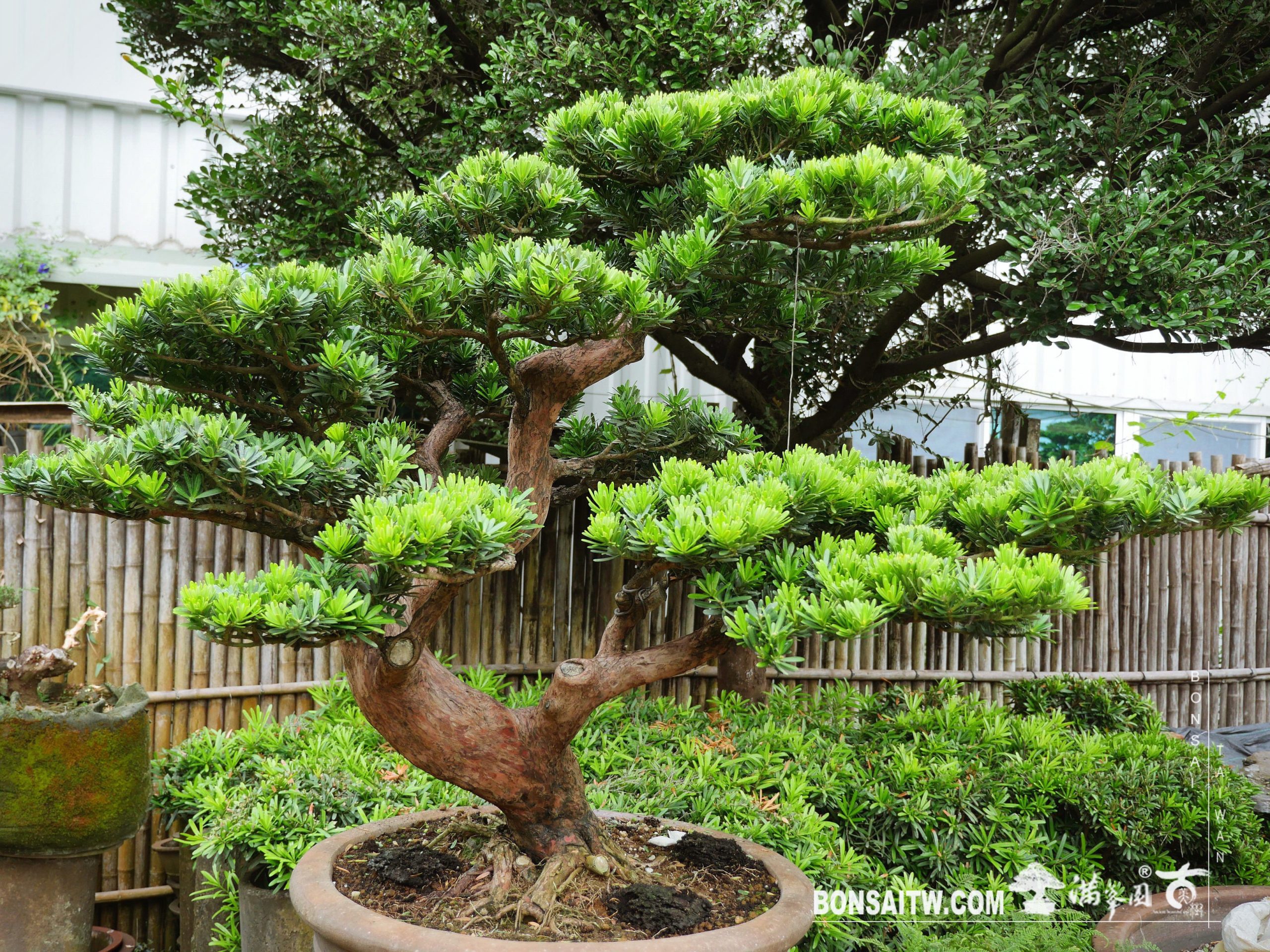 b0dc5f79 e806 4b5b a1b2 3db9728c4eb7 [晶鑽羅漢松] 整理 晶鑽羅漢松(Diamond Podocarpus costalis)