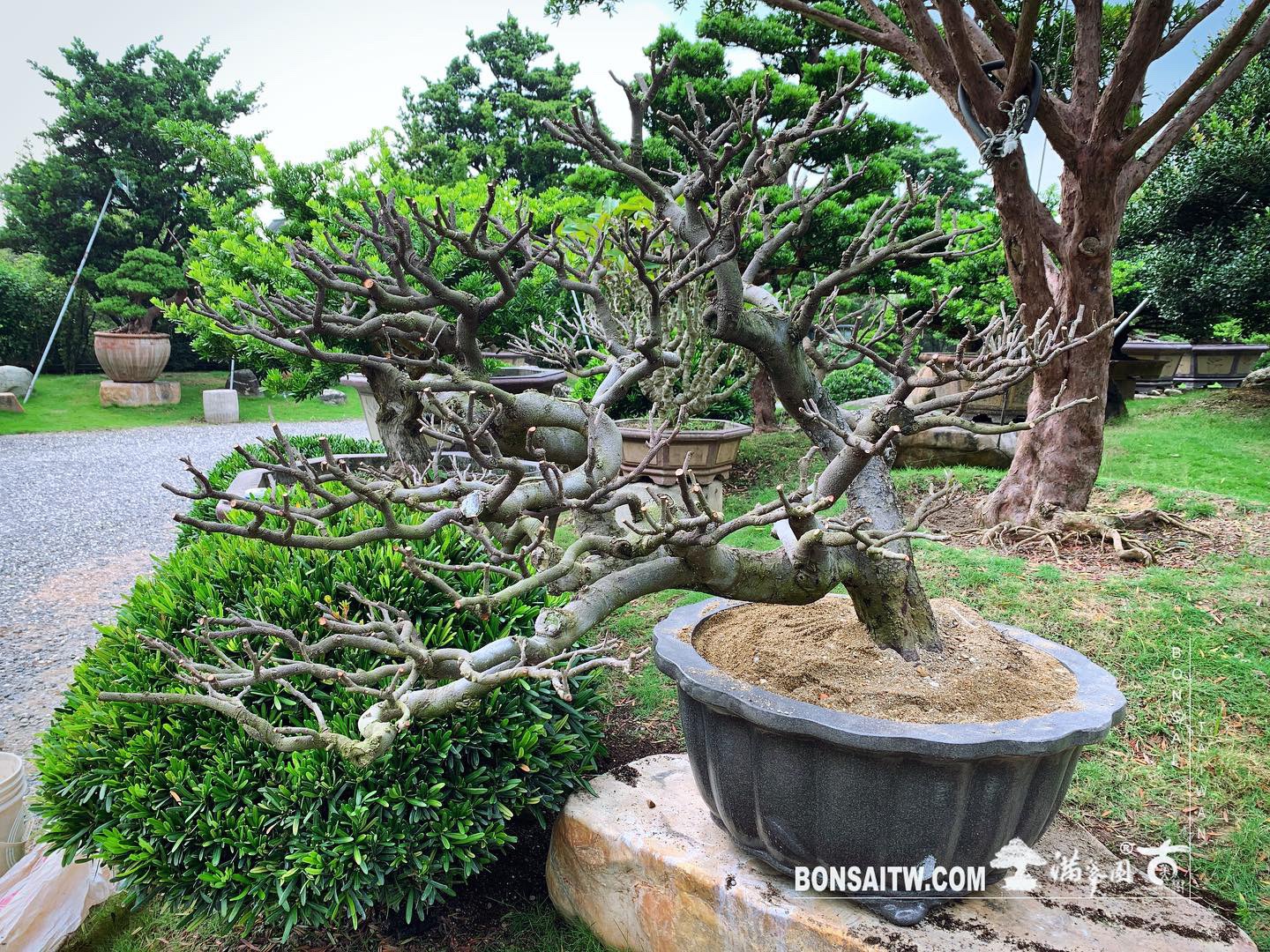 b3cd0ed1 d76d 459d acbe f6f932af6cc6 [象牙樹]換土整根換盆