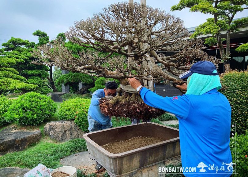 b5529f17 53e8 4a04 9896 8e9626062341 [榕樹]換土整根 榕樹(Ficus)