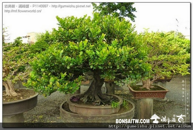 c9f2a normal ce55bf7ea159964f84928bbac8d36690 [象牙樹]等待，是為了下一次的蛻變(33) 蛻變專題(The plan)