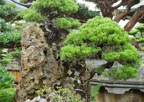 ca45dffe 4d8a 4132 ad2b ad97e2e27b29 [樹石共生之趣]整理 附石盆景(rock with tree)