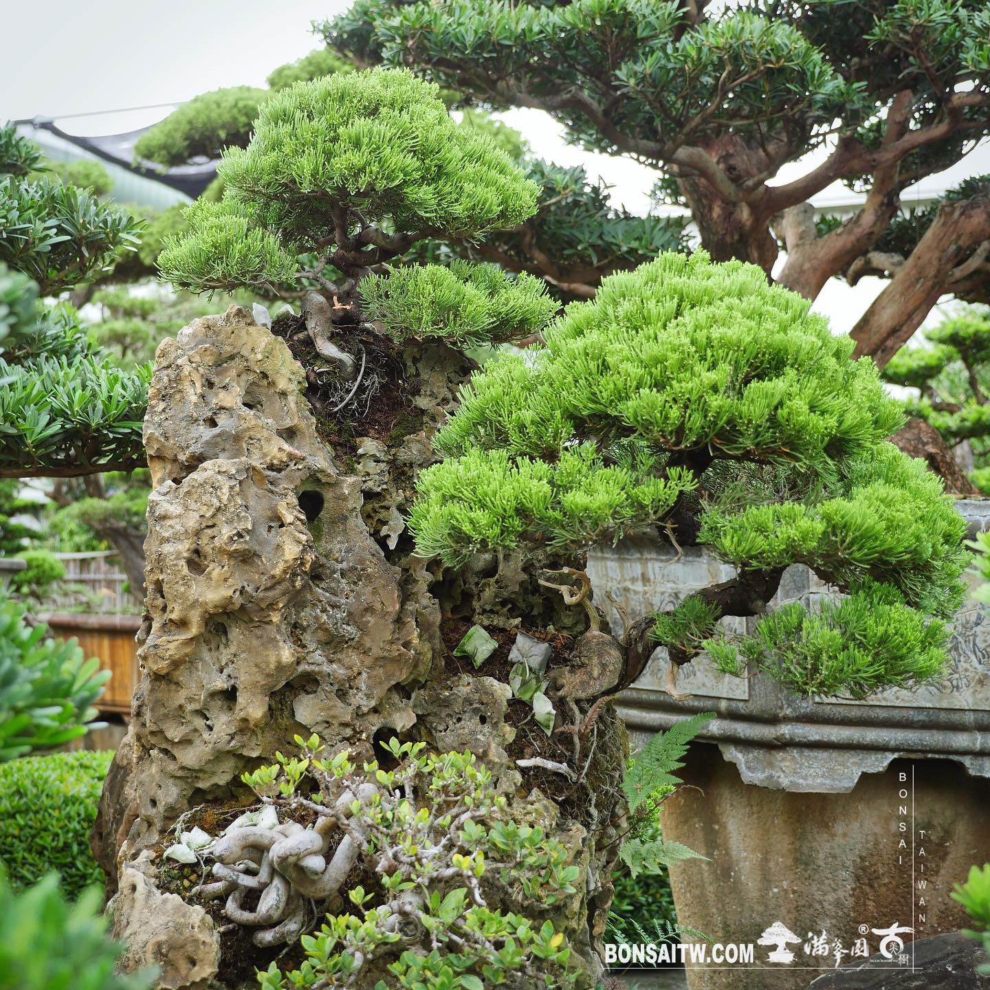 ca45dffe 4d8a 4132 ad2b ad97e2e27b29 [樹石共生之趣]整理