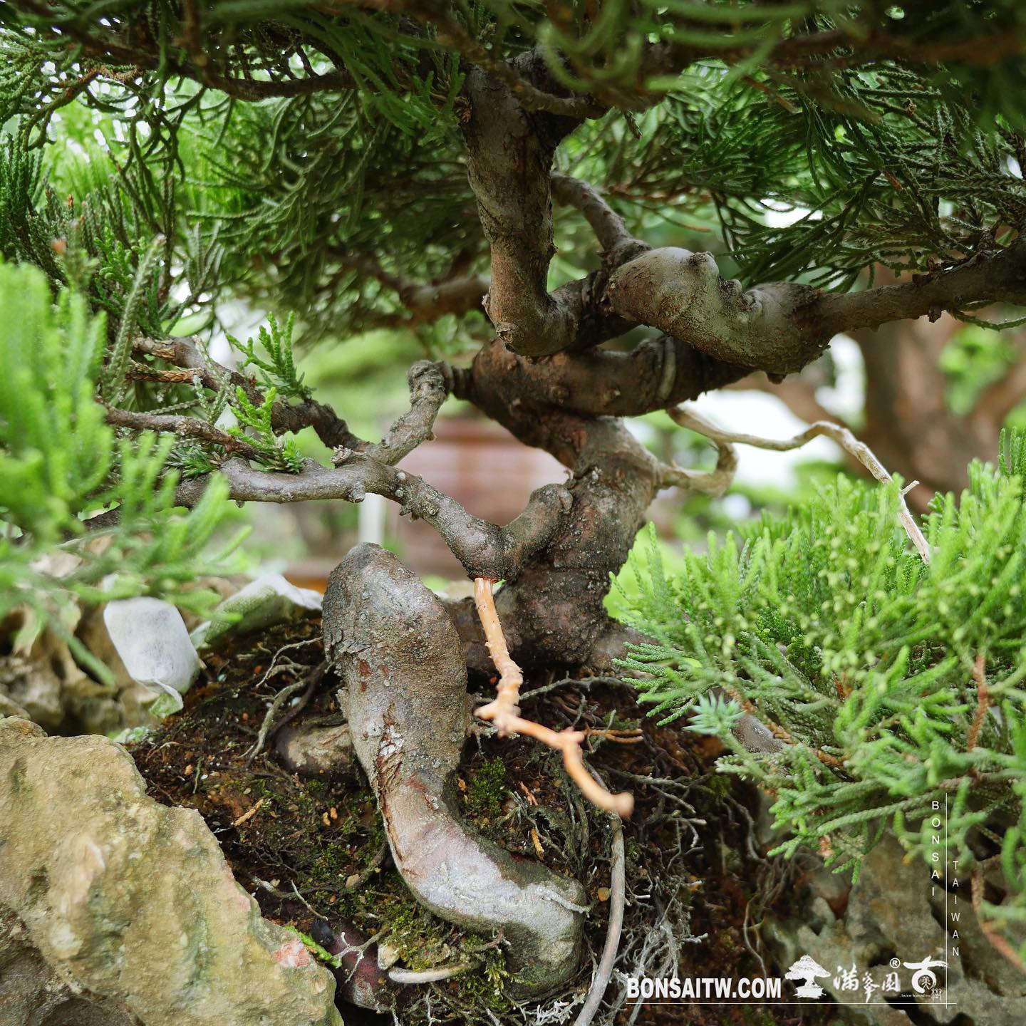 d29f267a f4b7 407f b506 331059350b34 [樹石共生之趣]整理