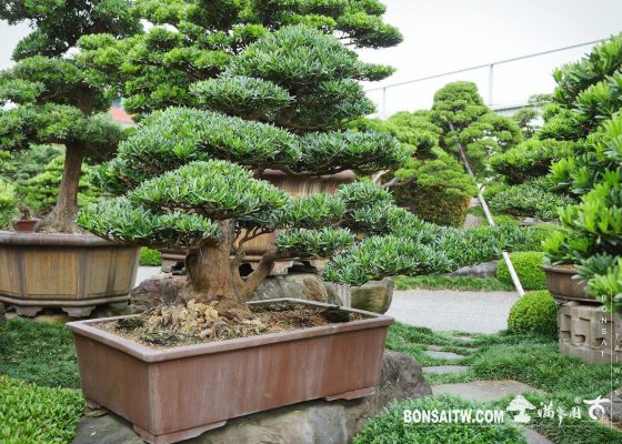 d34740ce e257 4842 b87e 73fd1101fe53 [羅漢松] 整理 盆栽(Bonsai)