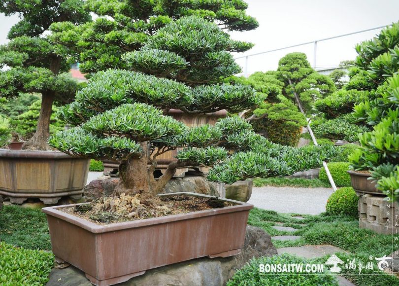 d34740ce e257 4842 b87e 73fd1101fe53 [羅漢松] 整理