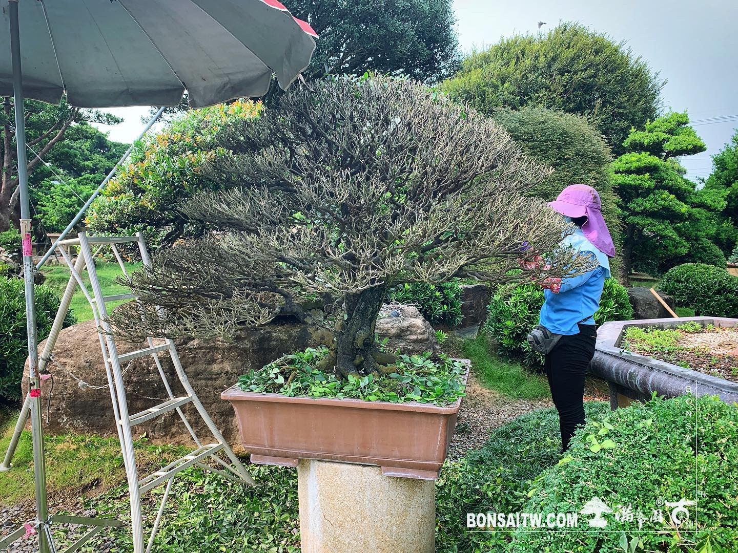 d46d2eb0 26d2 424a a96b d7afb1201808 [象牙樹]剔葉