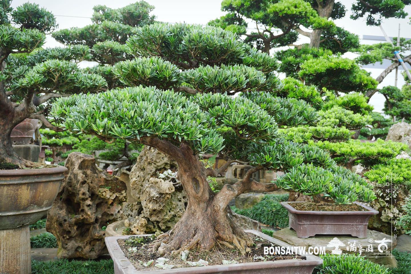 e732bc35 0316 4821 b2f7 20c7c9e50917 [羅漢松] 整理