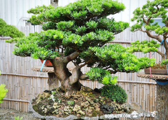 ec86ee36 e471 4fef a3b3 0099840229c3 [晶鑽羅漢松] 整理 石盤