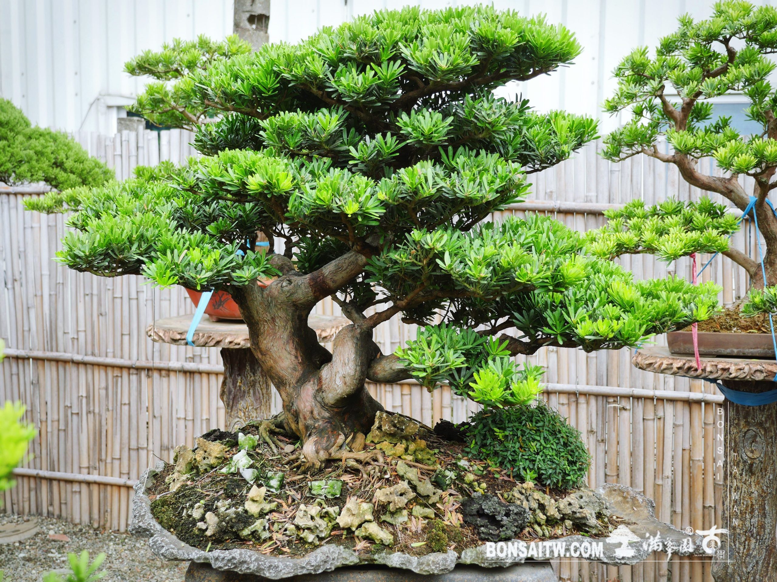 ec86ee36 e471 4fef a3b3 0099840229c3 [晶鑽羅漢松] 整理 晶鑽羅漢松(Diamond Podocarpus costalis)