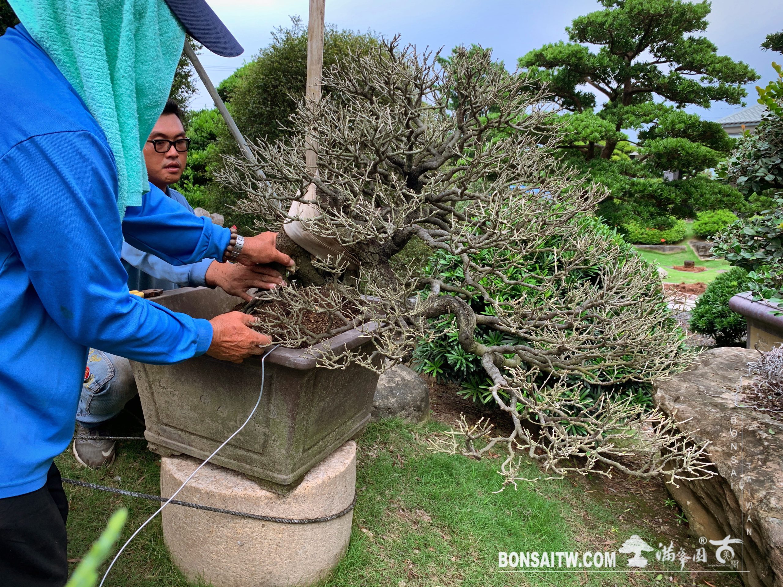 enlight562 [象牙樹]換土整根換盆