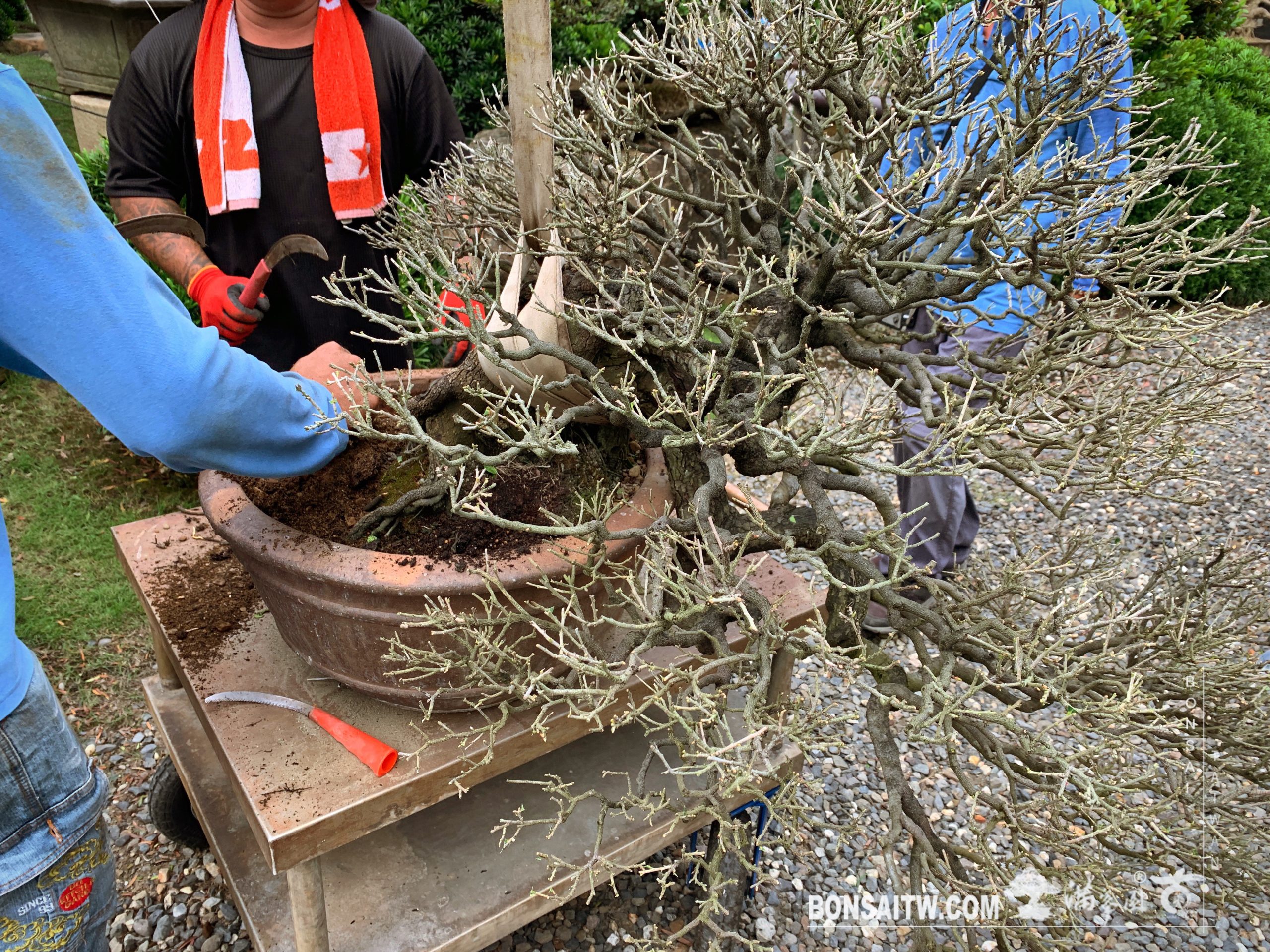 enlight564 [象牙樹]換土整根換盆