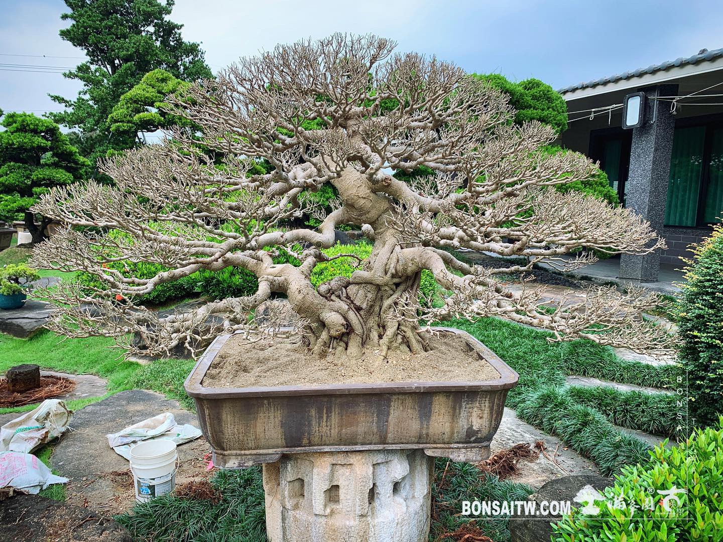 f2309c82 f621 45bf 8aed 79dbf8a546b5 [榕樹]換土整根 榕樹(Ficus)