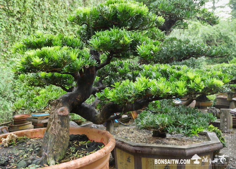 f86c2be7 00b9 4148 8f90 59fa89c1f322 [晶鑽羅漢松] 整理 晶鑽羅漢松(Diamond Podocarpus costalis)