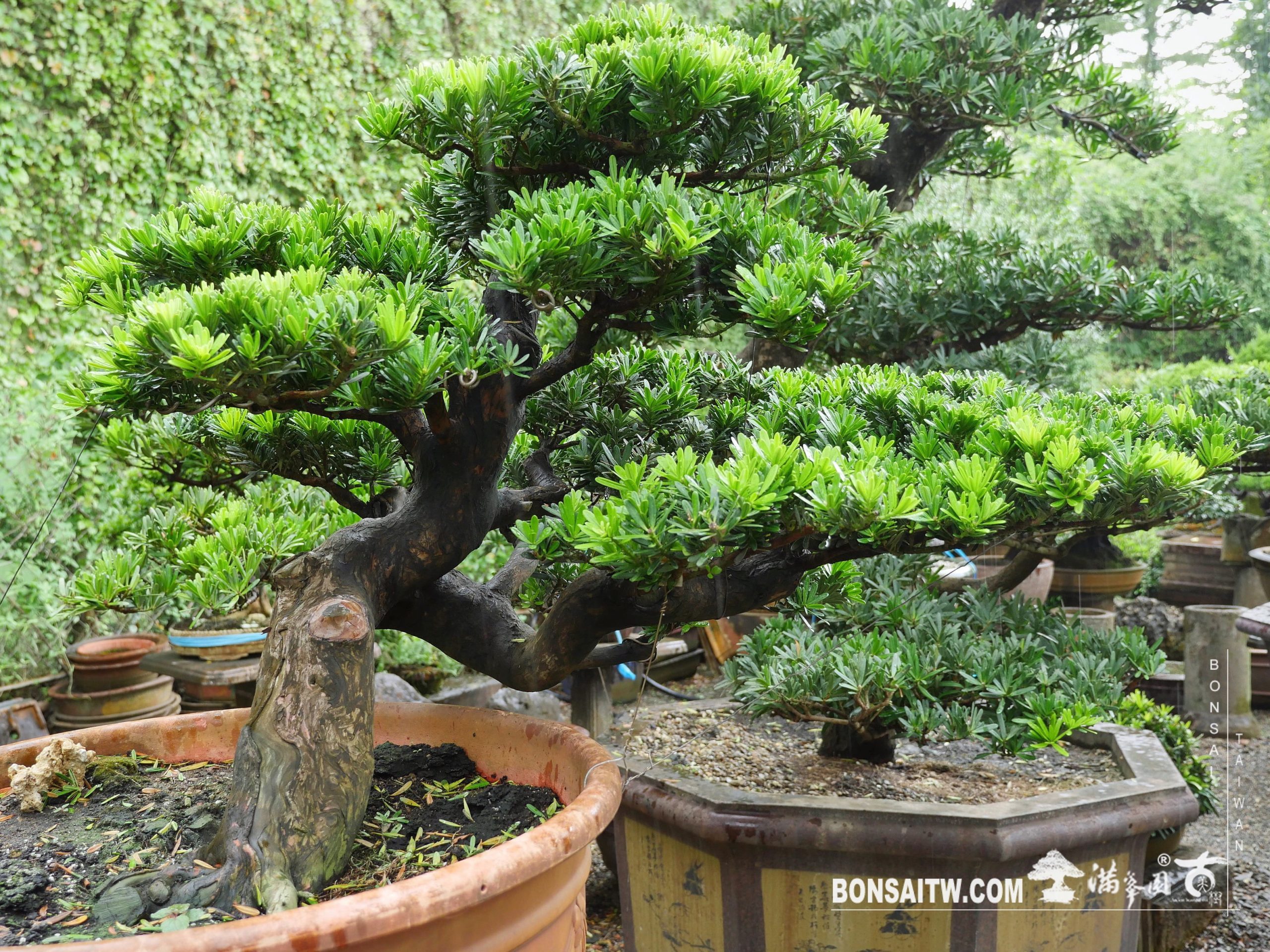 f86c2be7 00b9 4148 8f90 59fa89c1f322 [晶鑽羅漢松] 整理 晶鑽羅漢松(Diamond Podocarpus costalis)