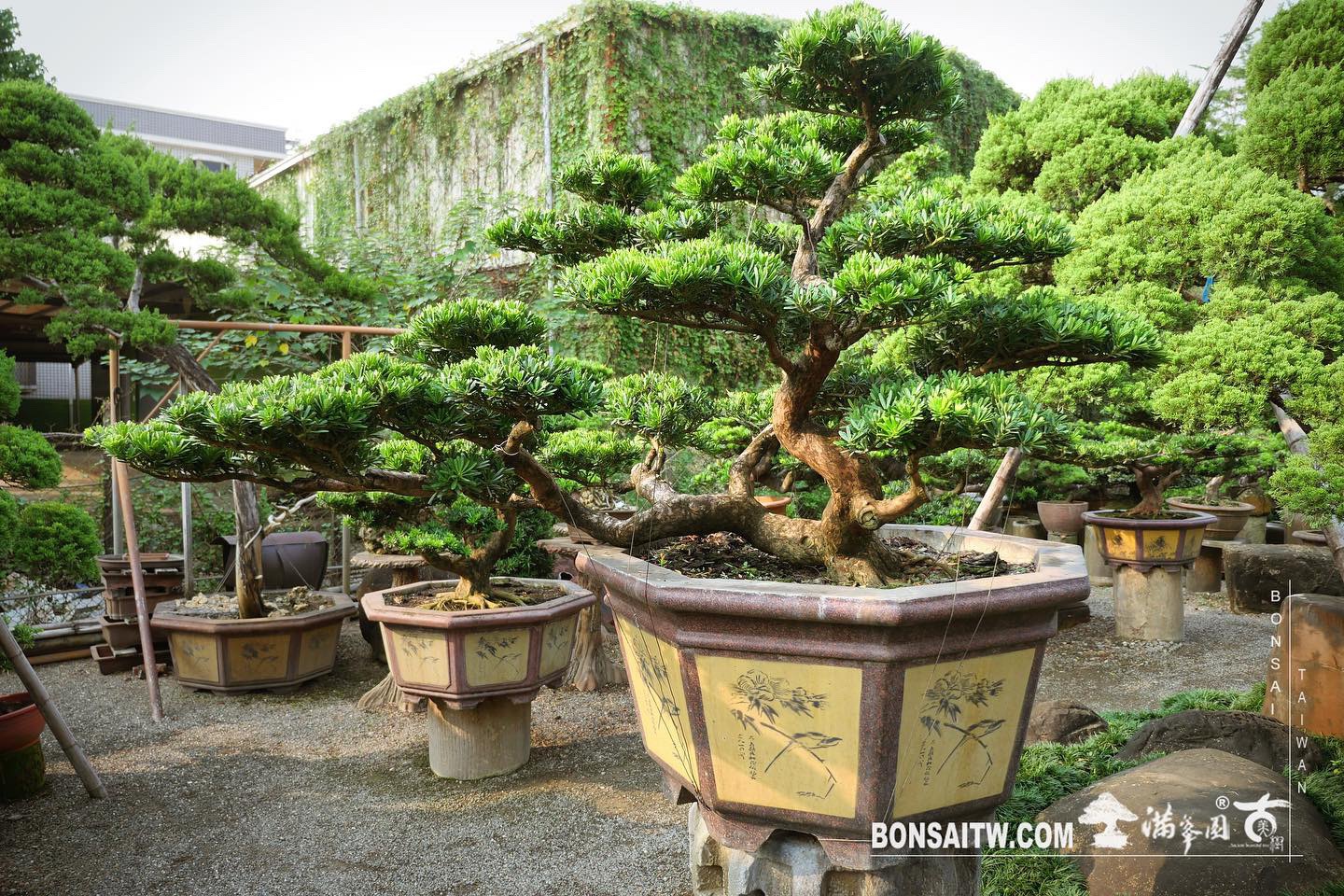 fd0e02db 6be9 4b6e b92e 2a10e7faacab 1 [晶鑽羅漢松] 整理 晶鑽羅漢松(Diamond Podocarpus costalis)