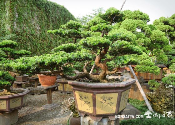 fd6a088f 3ddc 4975 8457 99be006389a2 [晶鑽羅漢松] 整理 diamond