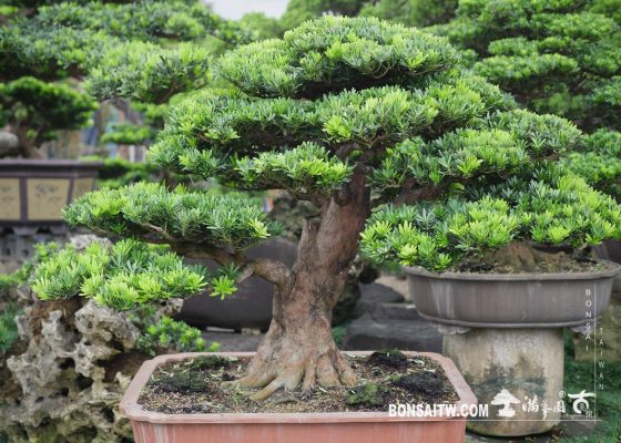 img 3929 [晶鑽羅漢松] 整理 盆栽(Bonsai)