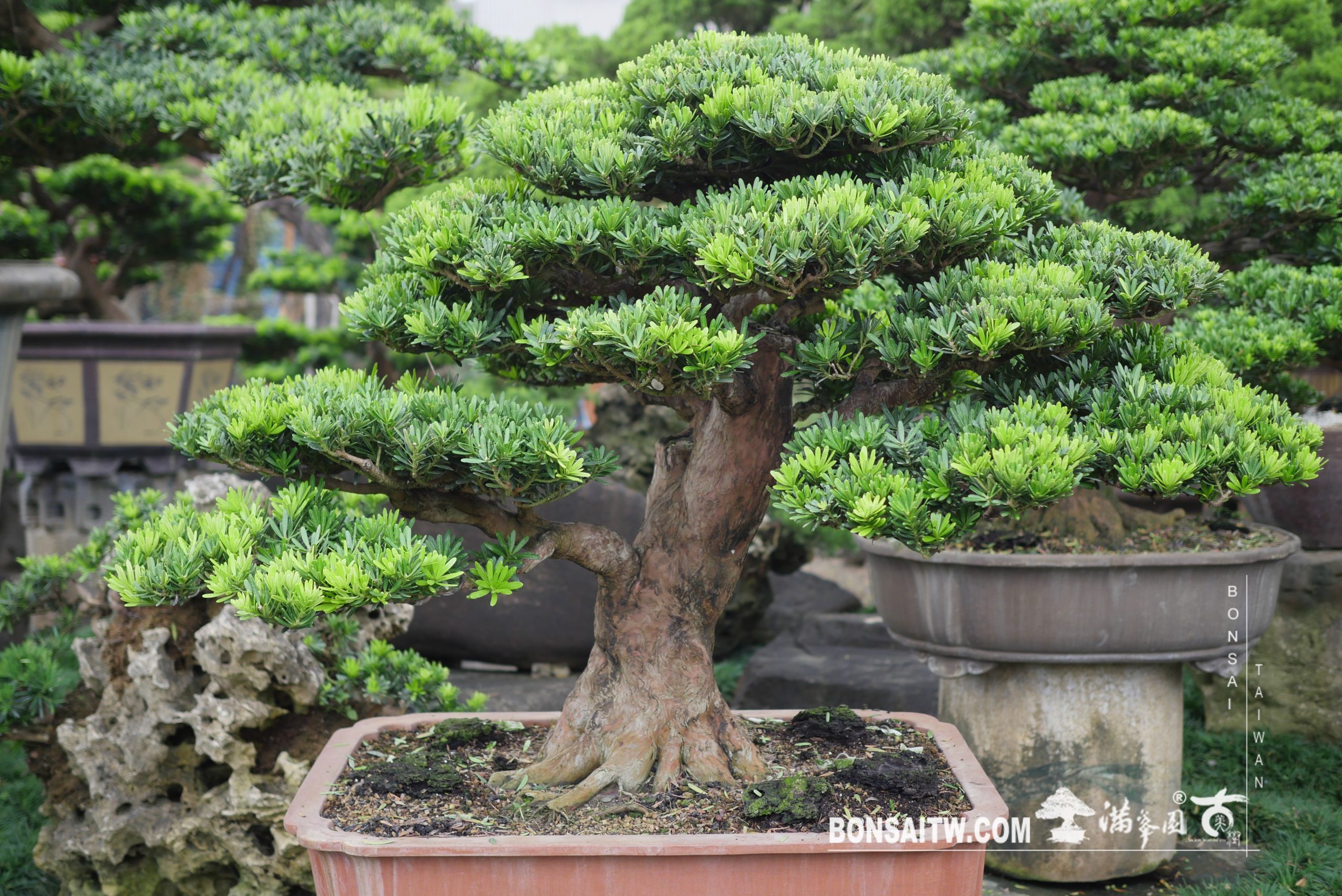 img 3929 [晶鑽羅漢松] 整理 晶鑽羅漢松(Diamond Podocarpus costalis)