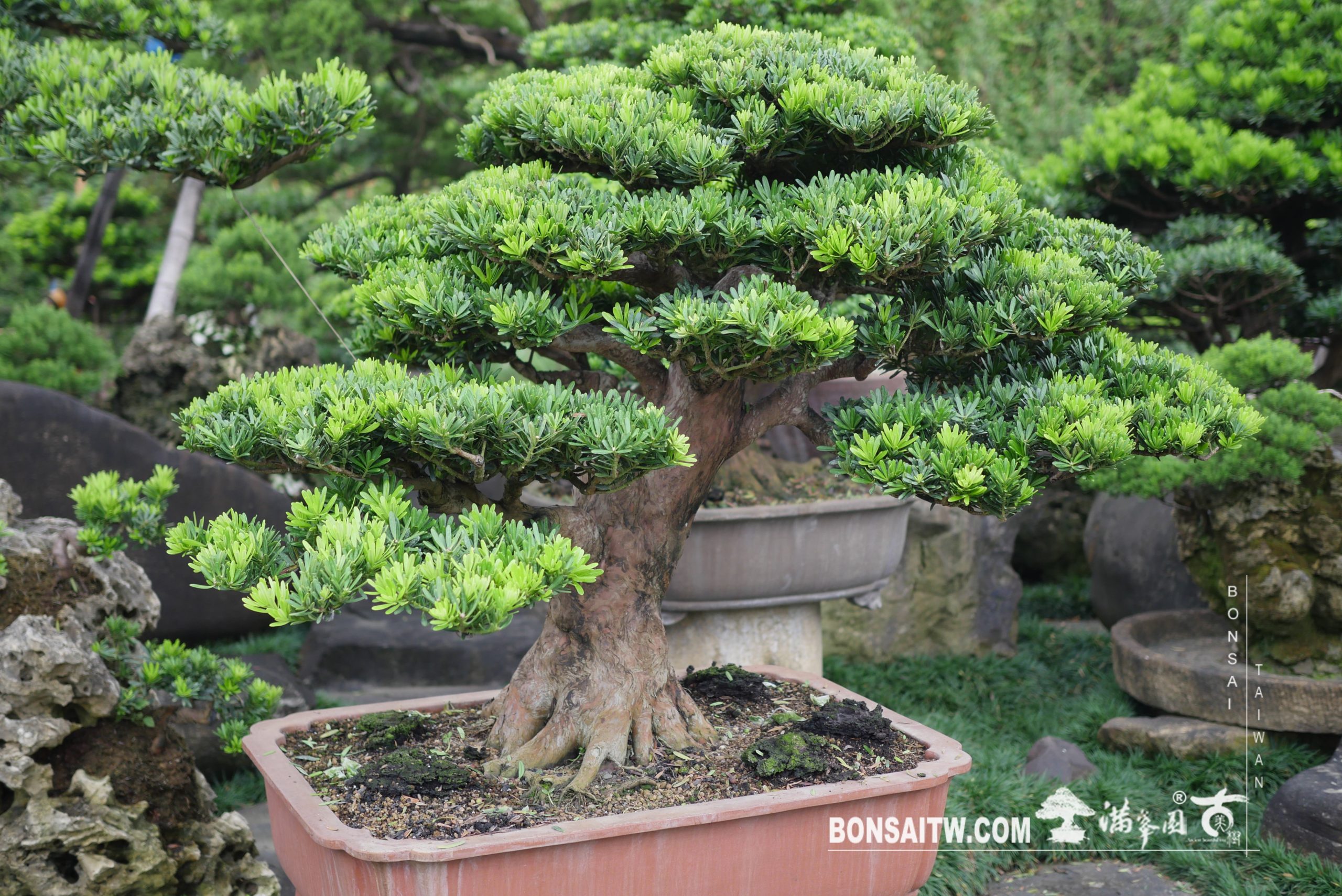 img 3930 [晶鑽羅漢松] 整理 晶鑽羅漢松(Diamond Podocarpus costalis)