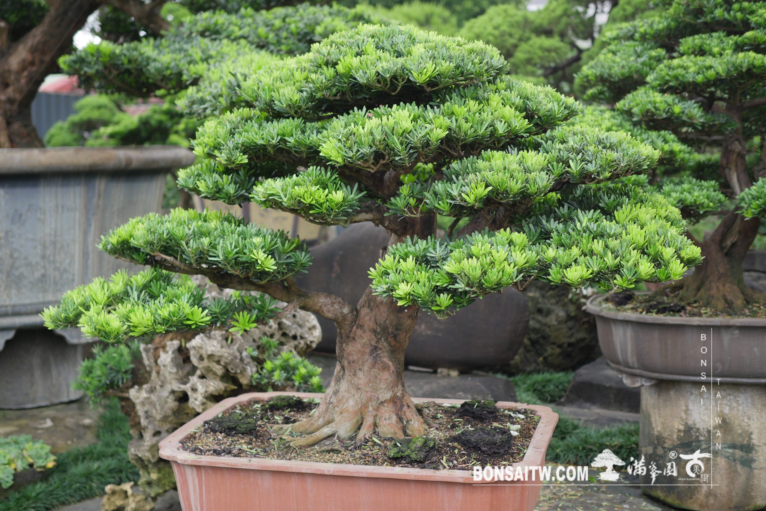 img 3931 [晶鑽羅漢松] 整理 晶鑽羅漢松(Diamond Podocarpus costalis)