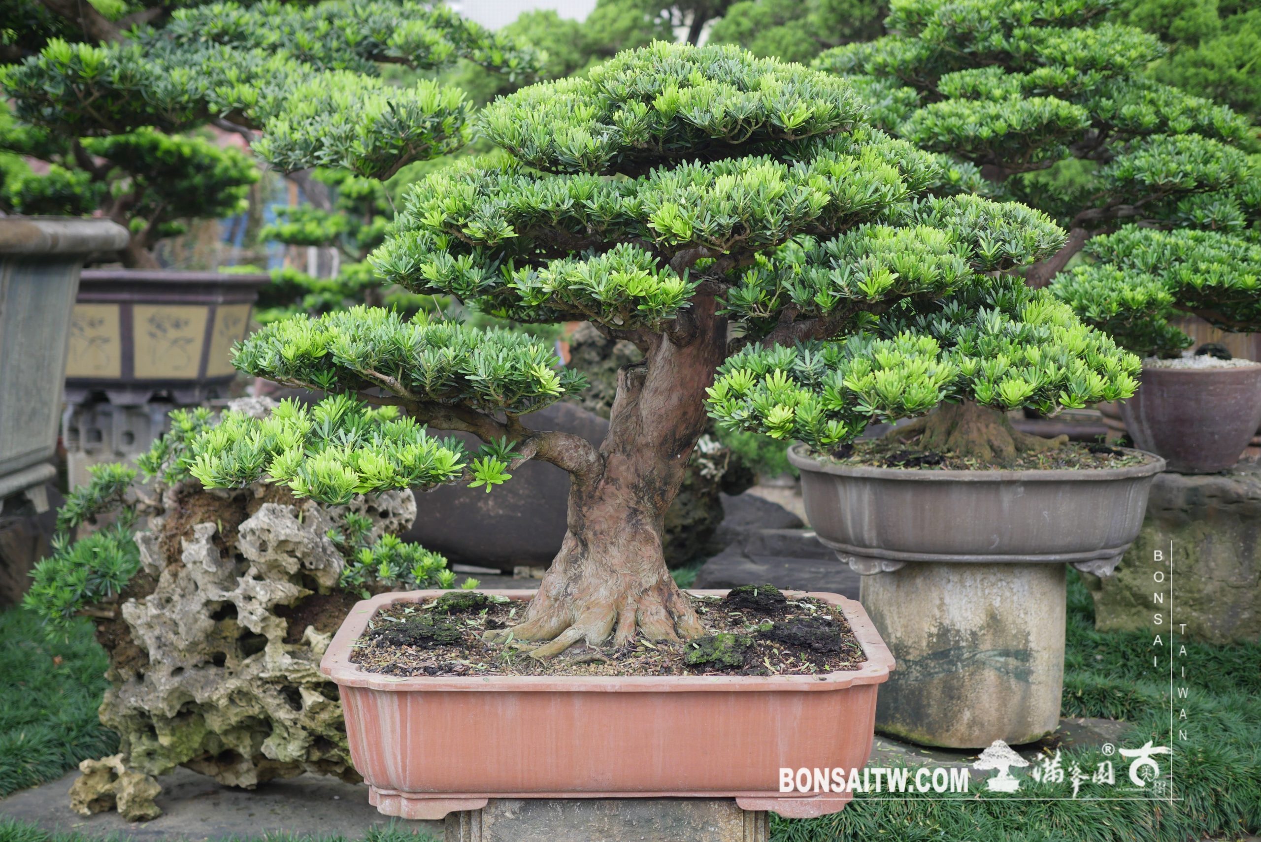 img 3932 [晶鑽羅漢松] 整理 晶鑽羅漢松(Diamond Podocarpus costalis)