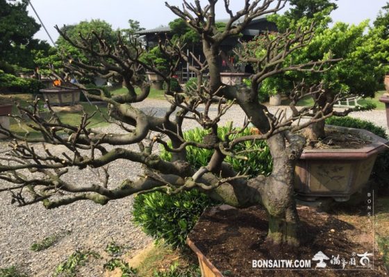 img 4077 [象牙樹]整理 象牙樹(Diospyros ferrea)