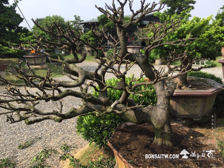 img 4077 [象牙樹]整理 盆栽(Bonsai)