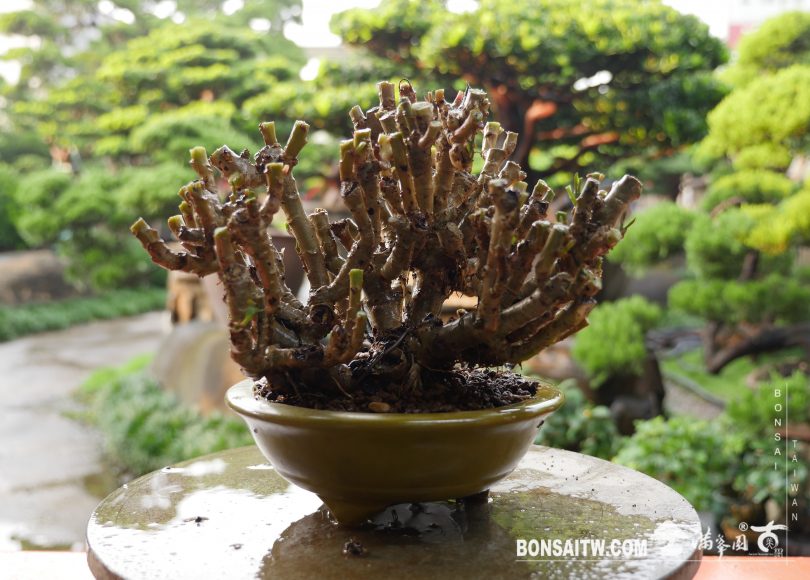 img 4114 [雞蛋樹] 整理 影片(Video)