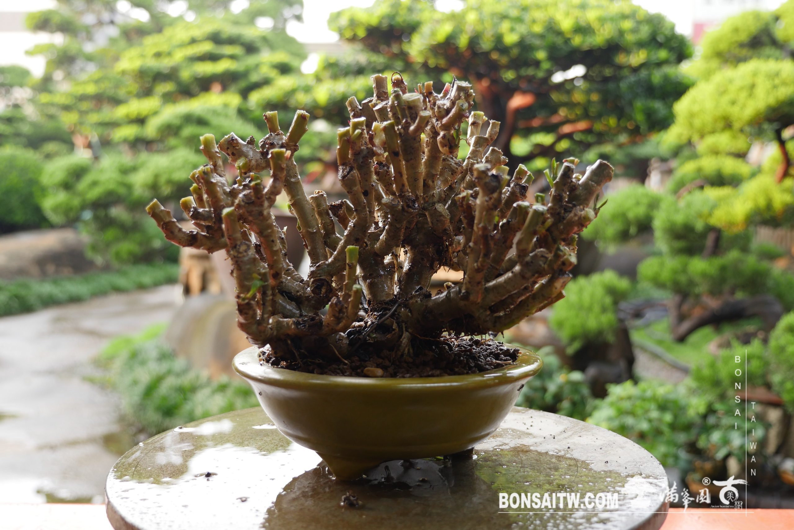 img 4114 [雞蛋樹] 整理 影片(Video)