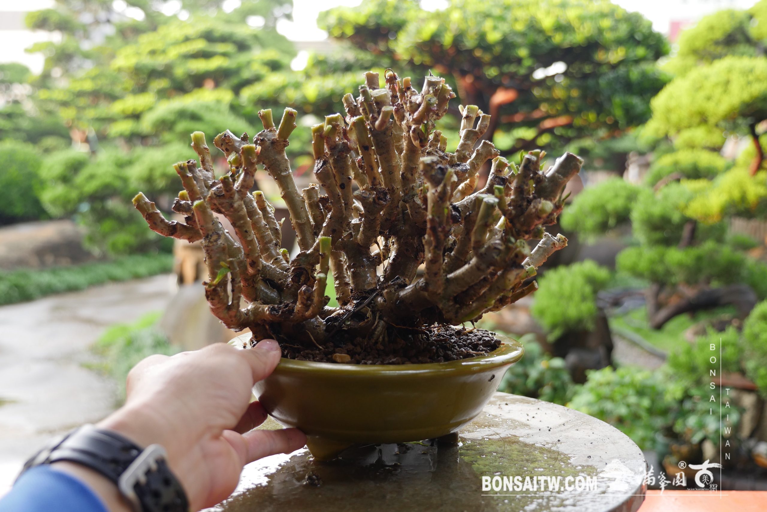 img 4115 [雞蛋樹] 整理 影片(Video)