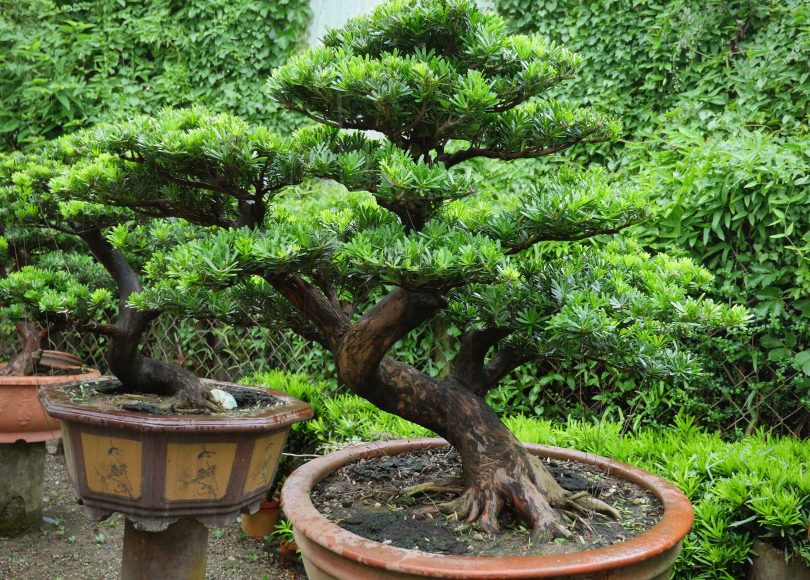 img 4157 [晶鑽羅漢松]整理 晶鑽羅漢松(Diamond Podocarpus costalis)
