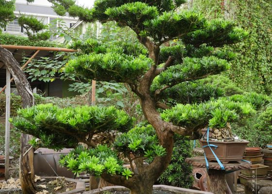 img 4368 [晶鑽羅漢松] 整理 羅漢松(Podocarpus costalis)