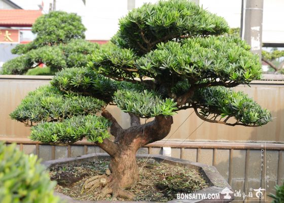 img 4482 [晶鑽羅漢松] 整理 盆栽(Bonsai)