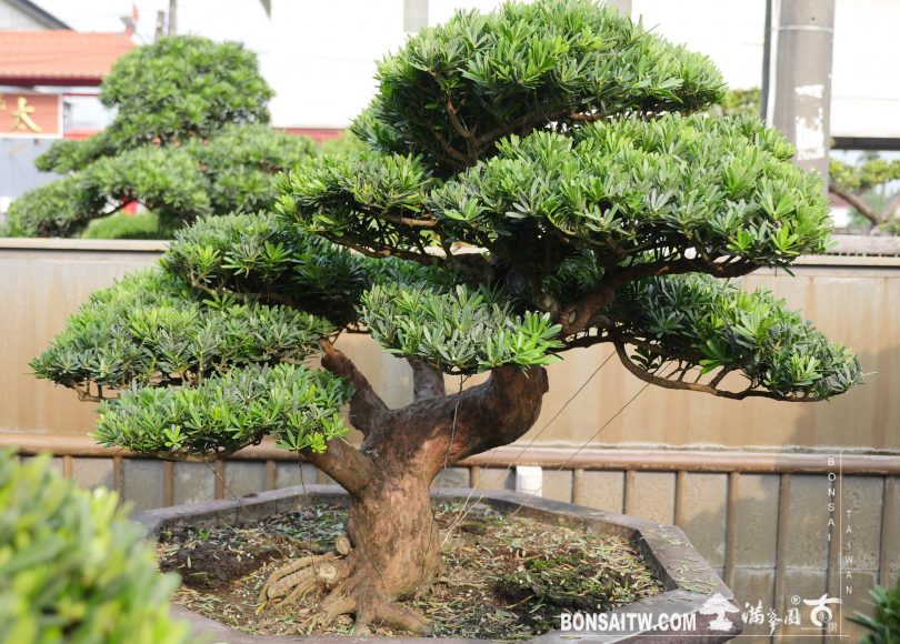img 4482 [晶鑽羅漢松] 整理 晶鑽羅漢松(Diamond Podocarpus costalis)