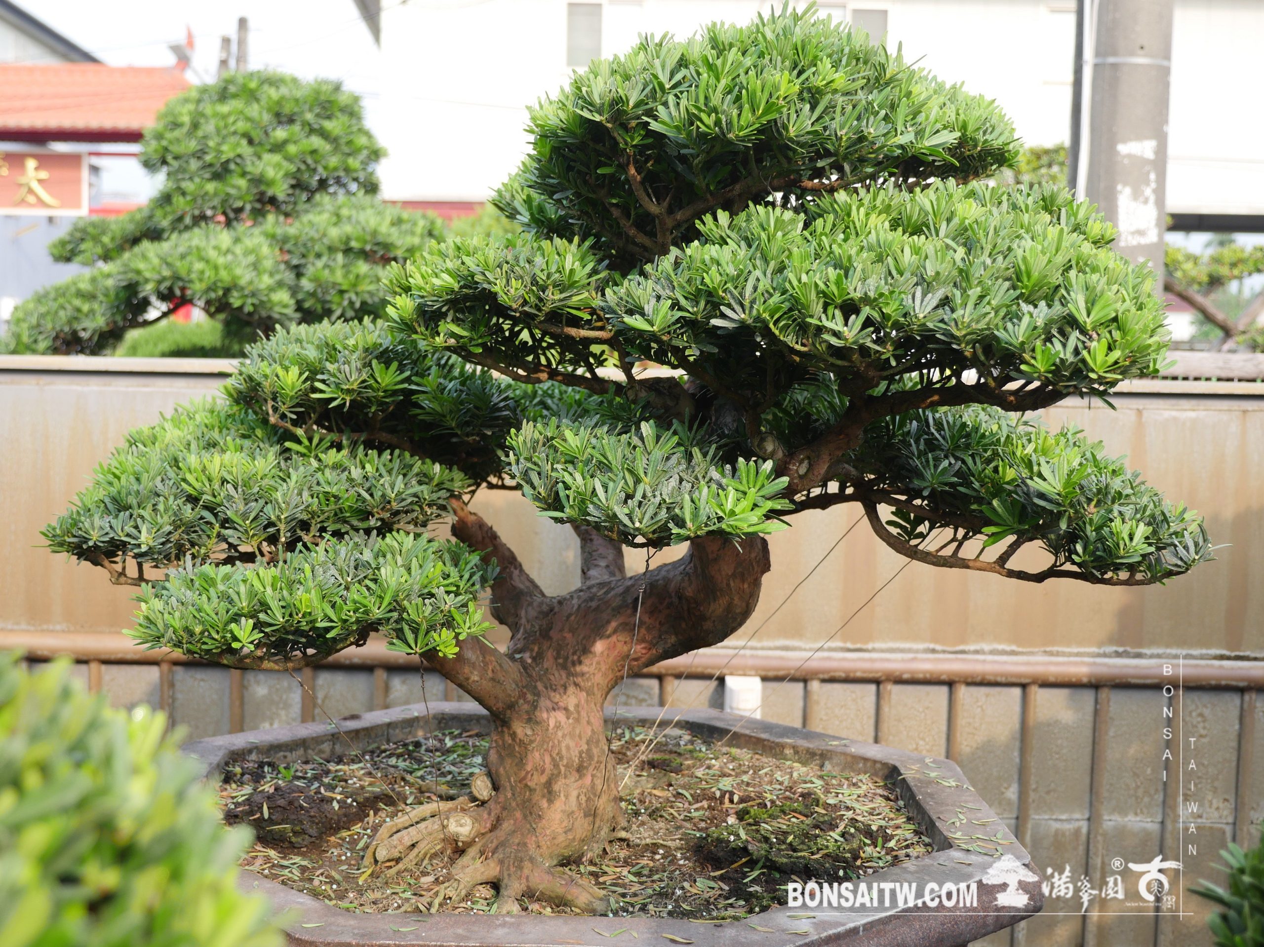 img 4482 [晶鑽羅漢松] 整理 晶鑽羅漢松(Diamond Podocarpus costalis)