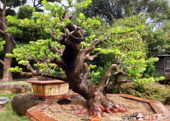 img 5334 1 [晶鑽羅漢松] 整理 整枝