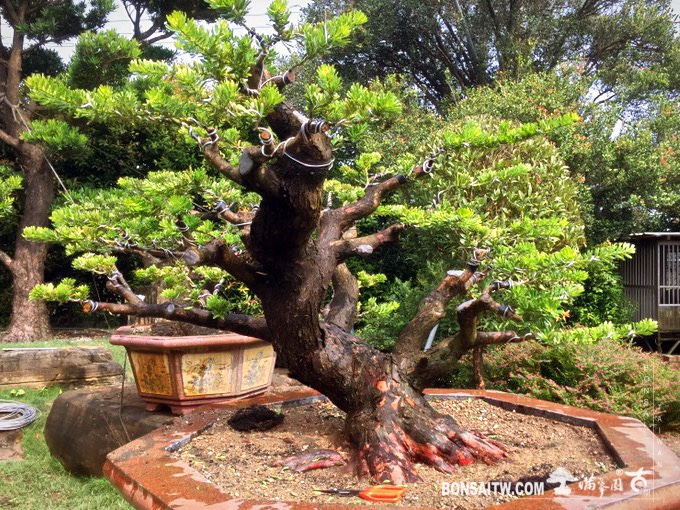 img 5334 1 [晶鑽羅漢松] 整理 晶鑽羅漢松(Diamond Podocarpus costalis)