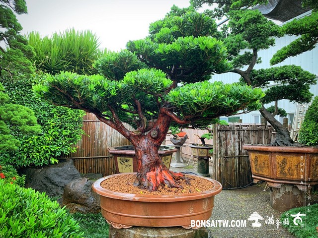 001 [羅漢松]等待，是為了下一次的蛻變(34) 盆栽(Bonsai)