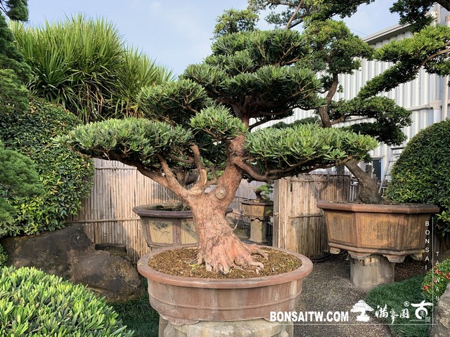 003 [羅漢松]等待，是為了下一次的蛻變(34) 盆栽(Bonsai)