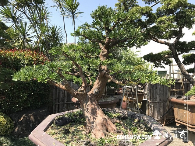 006 9 [羅漢松]等待，是為了下一次的蛻變(34) 盆栽(Bonsai)