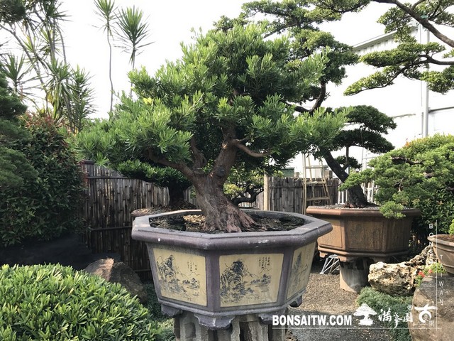 009 5 [羅漢松]等待，是為了下一次的蛻變(34) 盆栽(Bonsai)