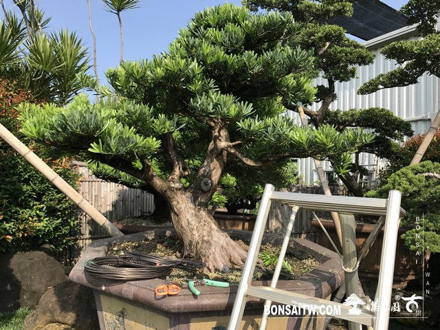 019 [羅漢松]等待，是為了下一次的蛻變(34) 盆栽(Bonsai)