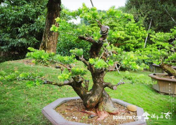 0a0bcde2 53ef 4bed bced 2ecd10f8cce5 [晶鑽羅漢松]整理整枝 整枝