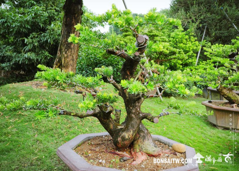 0a0bcde2 53ef 4bed bced 2ecd10f8cce5 [晶鑽羅漢松]整理整枝 晶鑽羅漢松(Diamond Podocarpus costalis)